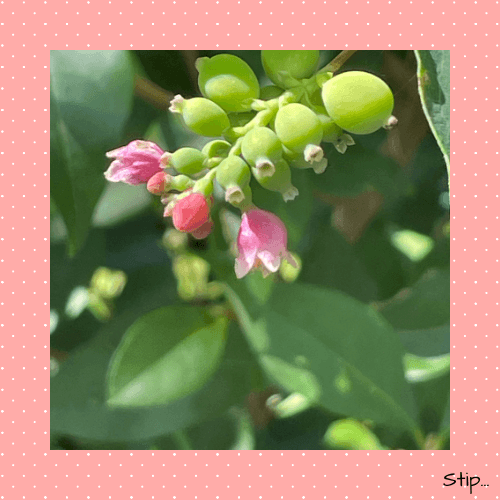 Kleurexplosie in de tuin...