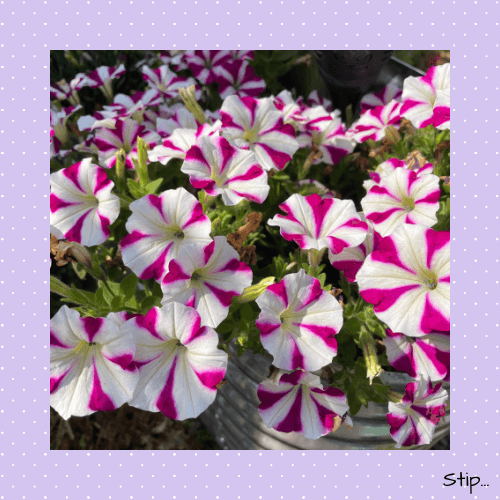 Kleurexplosie in de tuin...