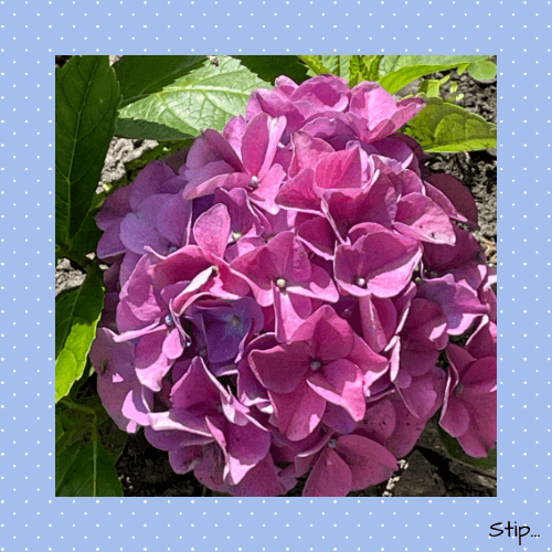 Kleurexplosie in de tuin...