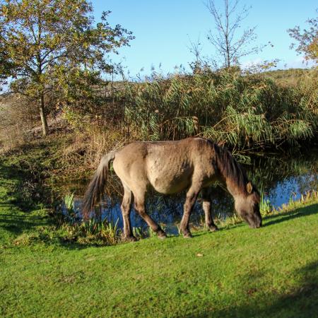 gemaakt bij natuurgebied de #Oranjezon  