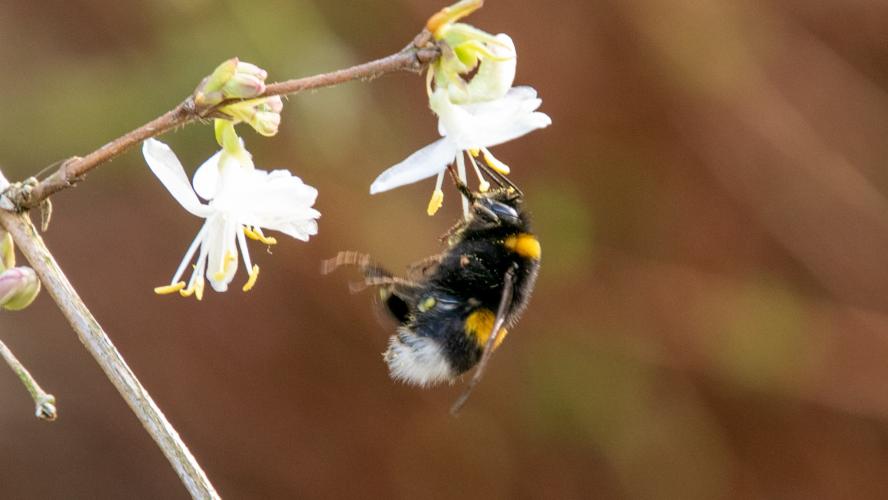 Hommel