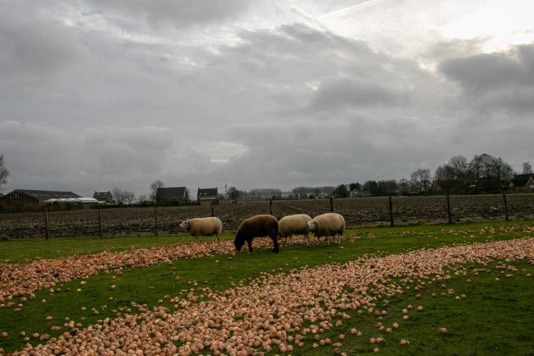 Schapen