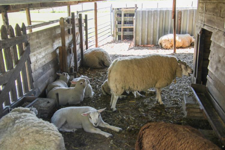 Stay home, stay safe 