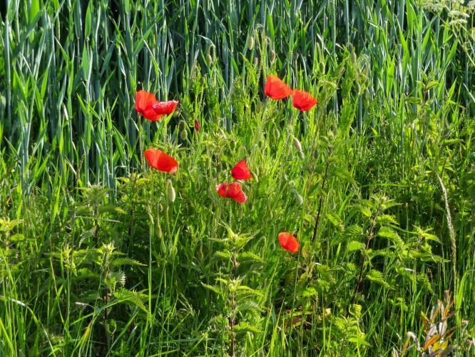 Poppies