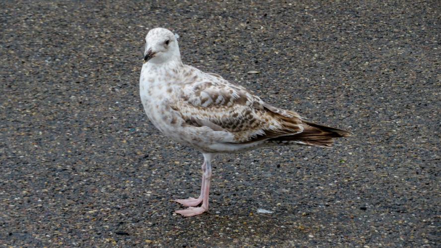 Stelen het eten soms uit je handen 
