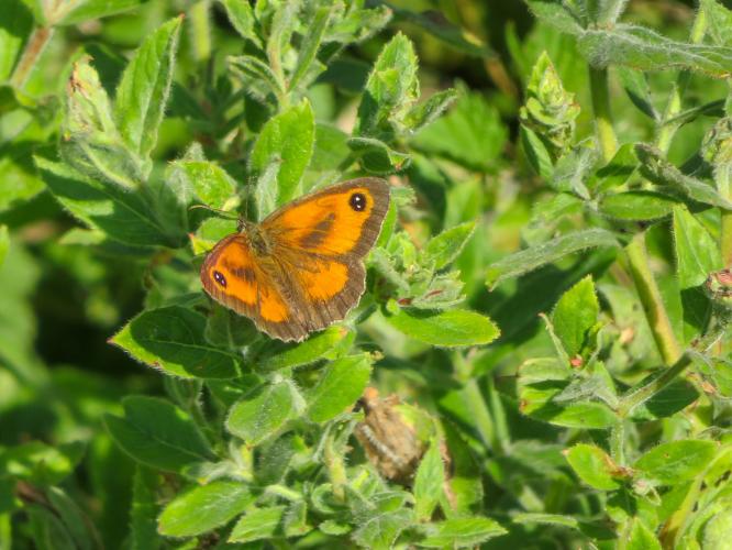 Vlinders genoeg in de tuin