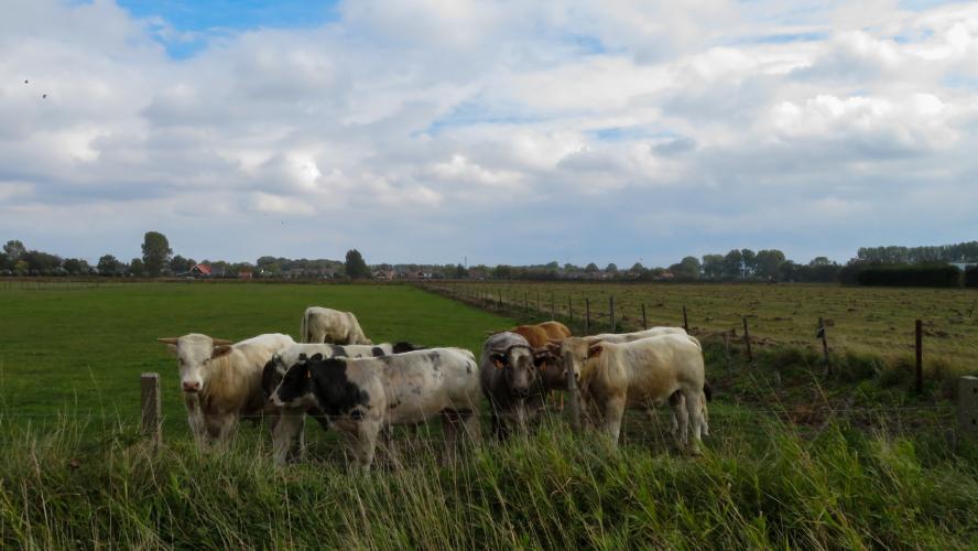 Dutch/Zeeuws picture