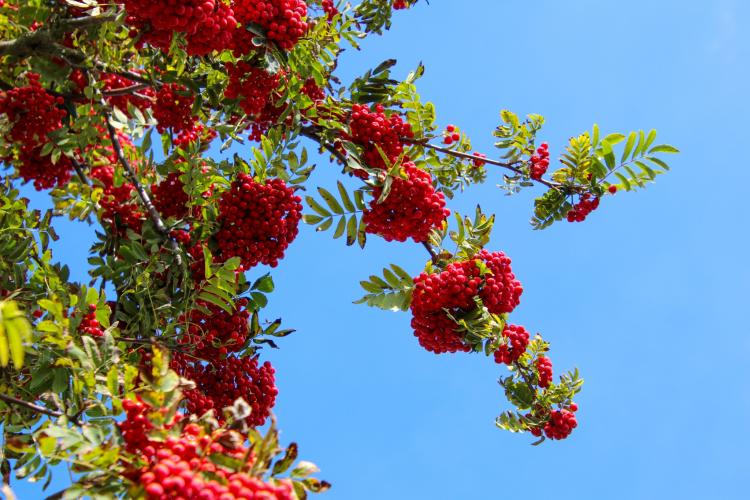 Mountain ash