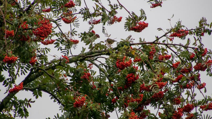 rara wat zit er in de lijsterbes?