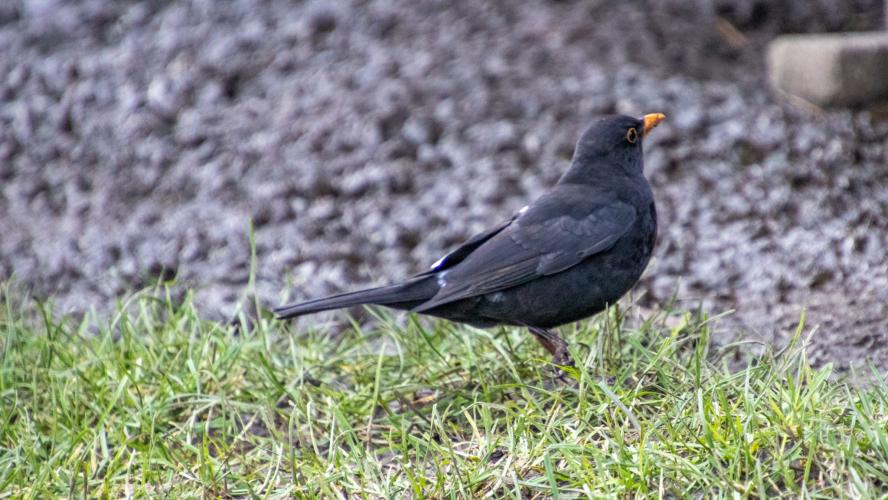 Male Blackbird