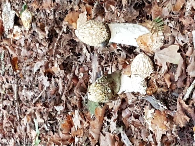 Verschillende vormen paddestoelen, ik had er ook wat gespot😂🤣