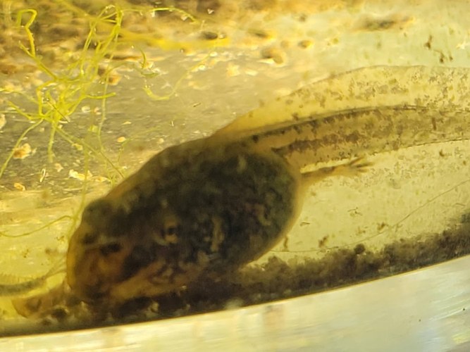 Kikkervisje heeft achterpoten