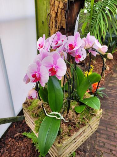 Orchideeënhoeve 
