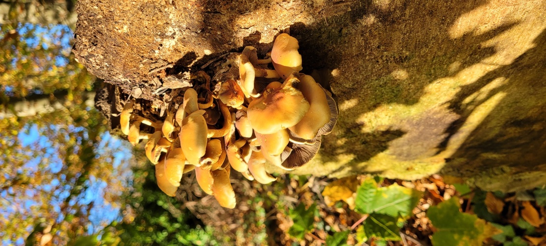 Paddenstoelen