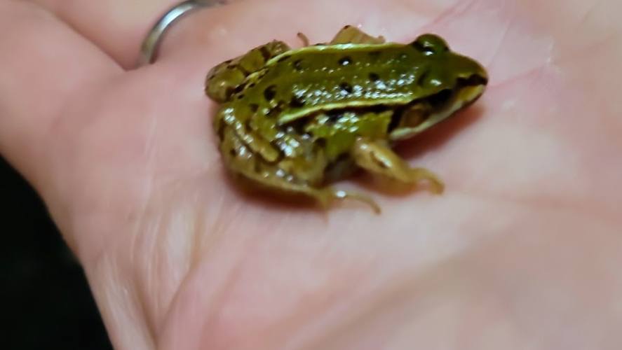 Kikkertje in de bijkeuken