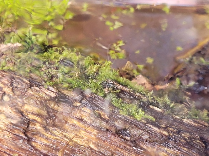 Kikkervisje heeft achterpoten