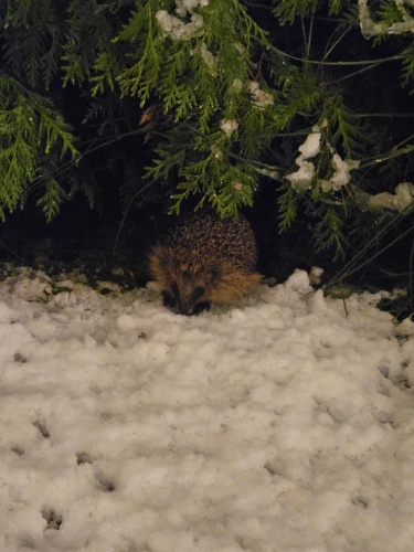 Egel in de sneeuw