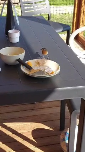 Bijzonder roodborstje