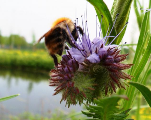 Phacelia met hommel