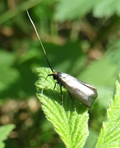 Smaragdlangsprietmot 