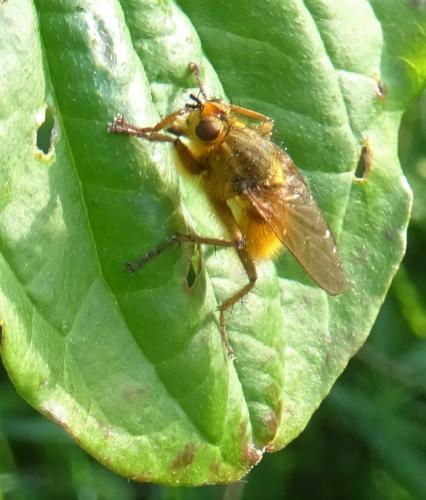 De onbegrepen strontvlieg