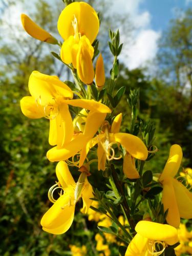 Het bremt me tegemoet