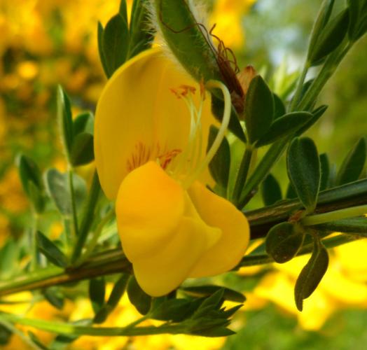 Het bremt me tegemoet