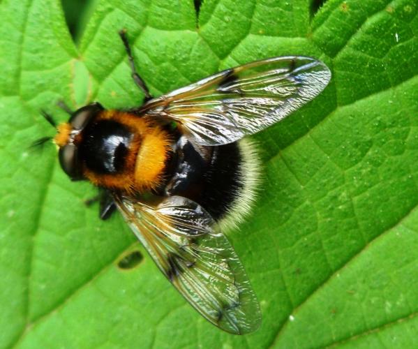 Ik heb een reus gezien