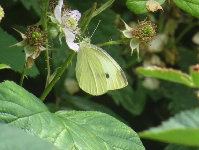 Small cabbage white