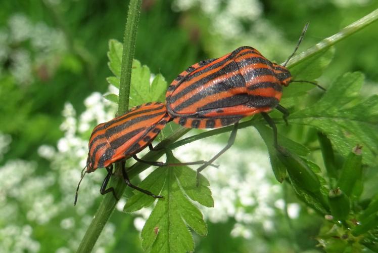 Parende pyjamaschildwantsen