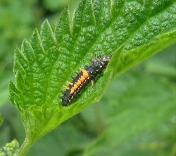 From larva to ladybug