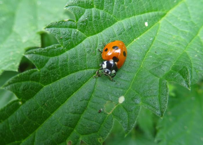 From larva to ladybug