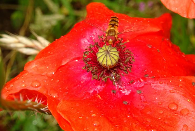 The irresistible poppy