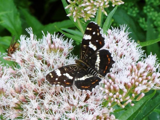 Landkaartje op koninginnenkruid