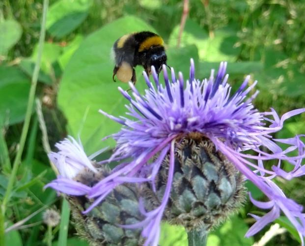 Stuifmeelverzamelaar