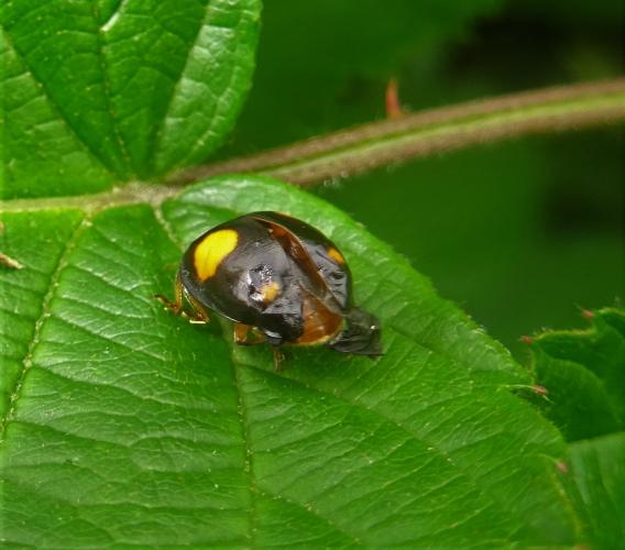 Is er een dokter in de zaal?