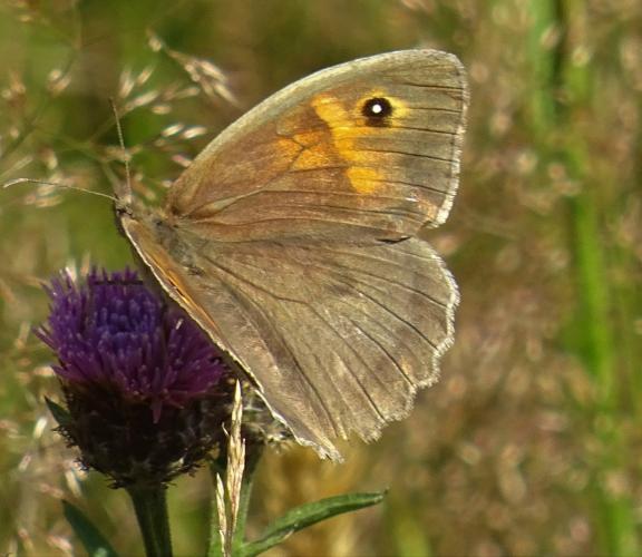 Bruin zandoogje op een distel