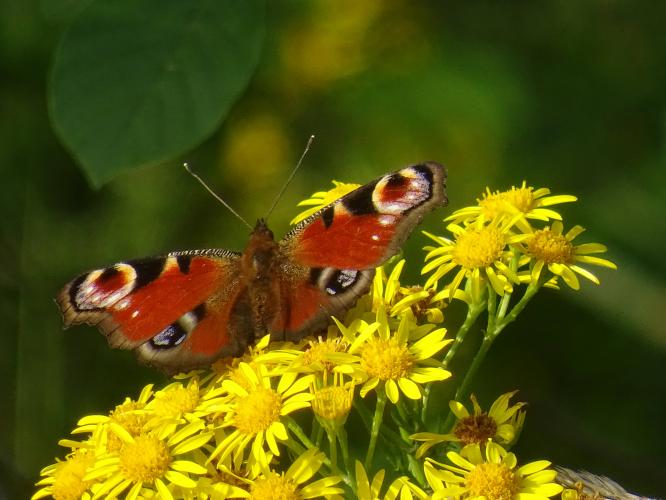 De opvallende dagpauwoog