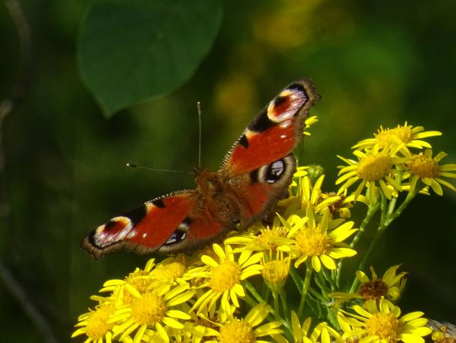 De opvallende dagpauwoog