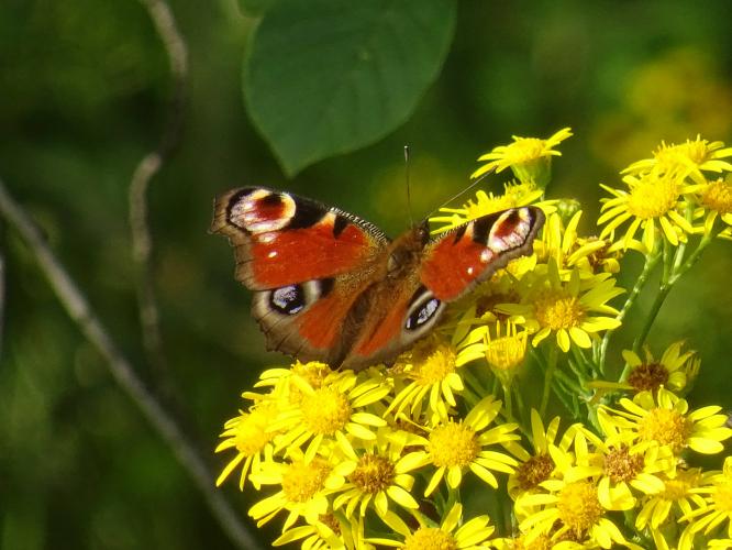 De opvallende dagpauwoog
