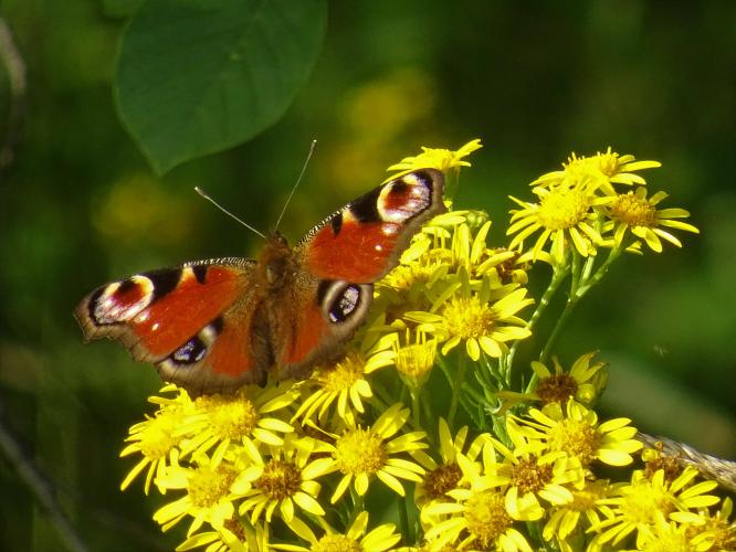 De opvallende dagpauwoog
