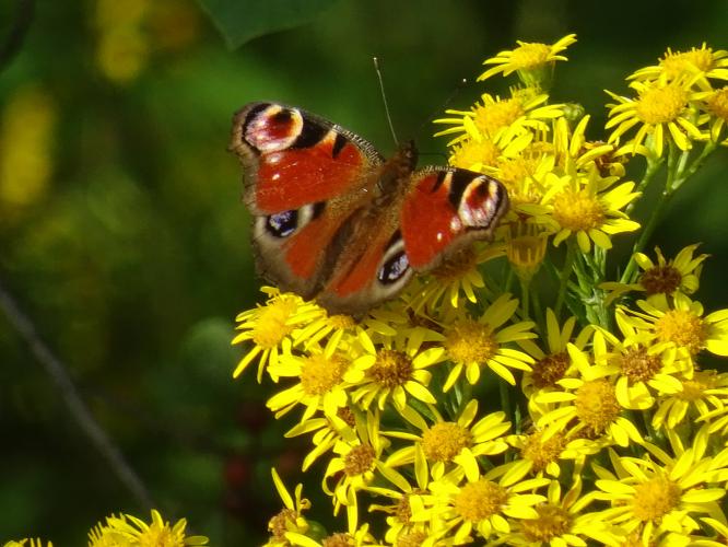De opvallende dagpauwoog