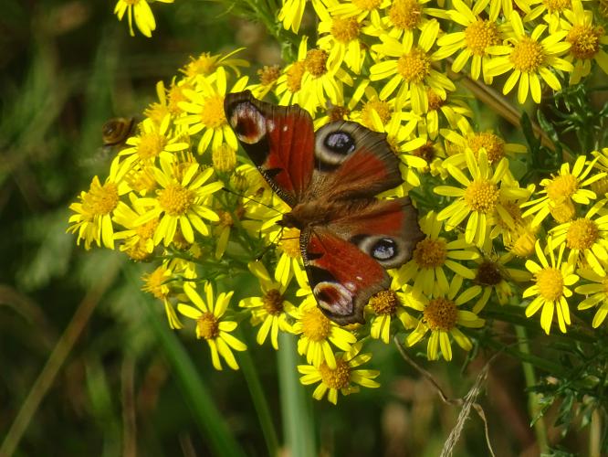 De opvallende dagpauwoog