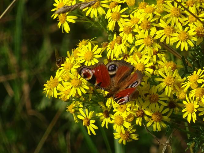 De opvallende dagpauwoog
