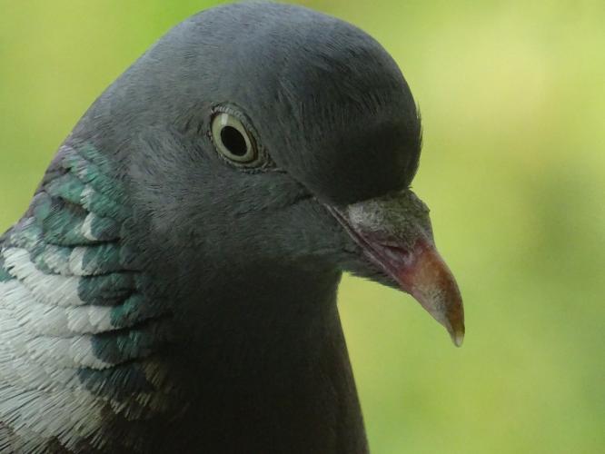 Mijn naam is duif, houtduif