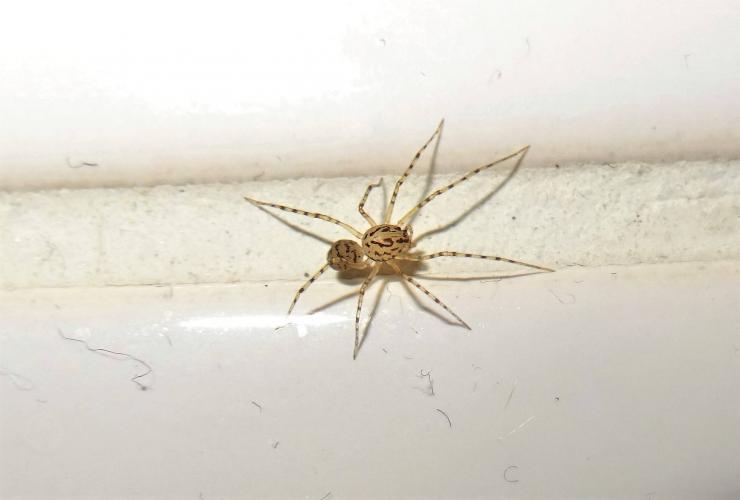 Getijgerde lijmspuiter