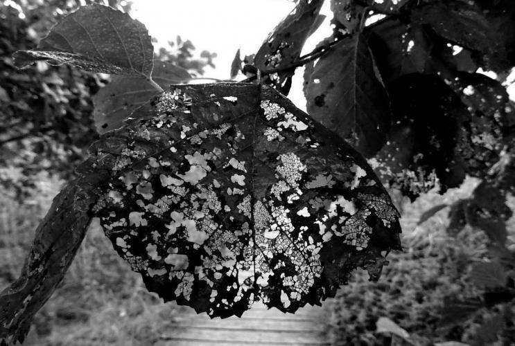 Zwart wit uitdaging (dag 5)