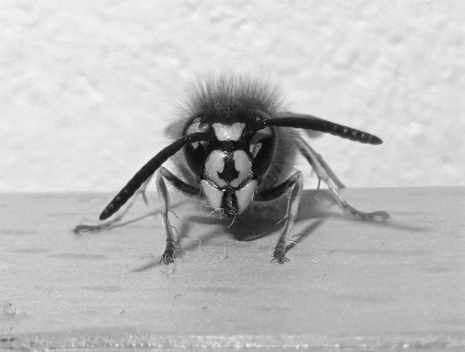 Zwart wit uitdaging (dag 9)