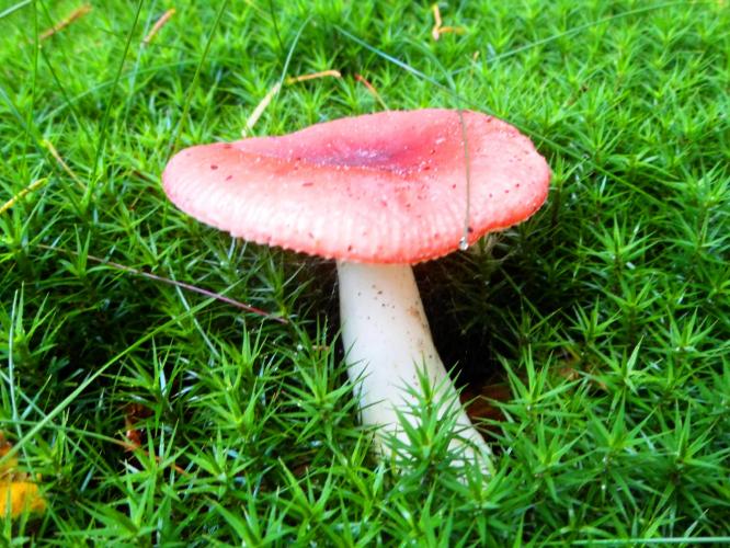 Russula