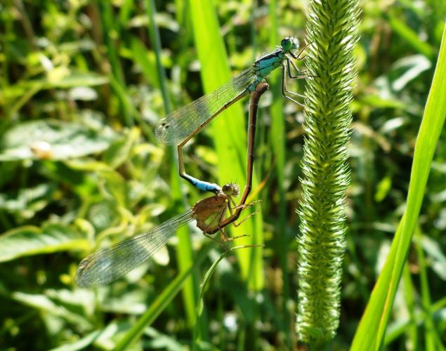 Mating lanterns